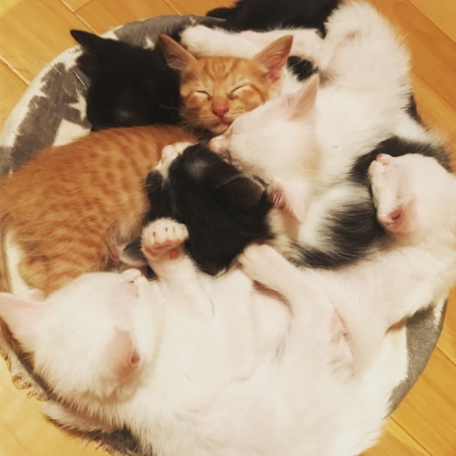 ぽんぽんちゃまのカバー写真