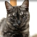 小柄な丸顔グレートラのメス猫です