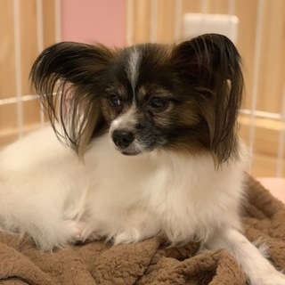 人なつこくとても可愛いパピヨンです！