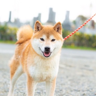 柴犬　ドーナツ