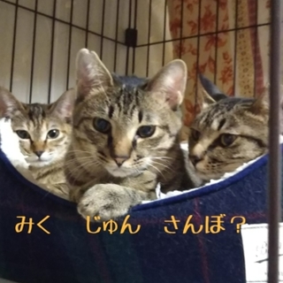 肩に乗る甘えん坊の男の子　じゅん