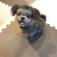 うた