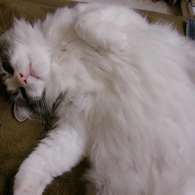 うぃろのカバー写真