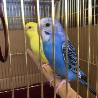 可愛いセキセイインコ二羽