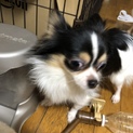 とても人懐っこいプチです。