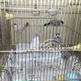 文鳥の里親を募集しています。