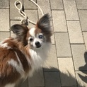 いたずらもせず、大人しくお留守番できます！躾ok