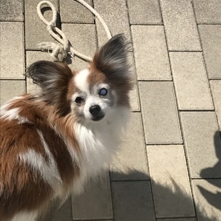 いたずらもせず、大人しくお留守番できます！躾ok