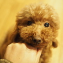 明るくて性格◎和み系トイプードルのムーンちゃん