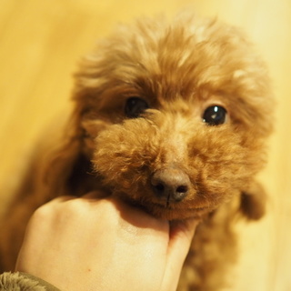 明るくて性格◎和み系トイプードルのムーンちゃん