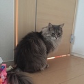 ペルちゃんの里親さん募集！