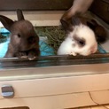 子ウサギ4羽