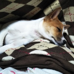 わんこのおやつ販売します。