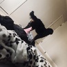 バーニーズマウンテンドッグの女の子 サムネイル2