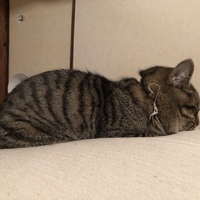 六太