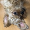 甘えん坊さんで人懐っこい サムネイル2