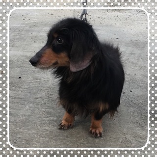 人懐っこいダックス 雄