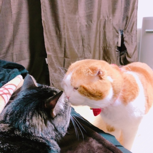やとはんのカバー写真