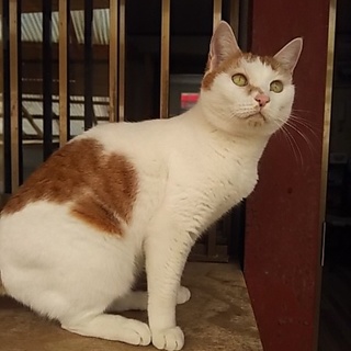 ◆おばあちゃんちの白茶猫まりこちゃん