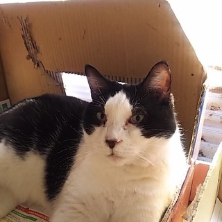 ◆おばあちゃんちの黒白猫さん②元気ちゃん