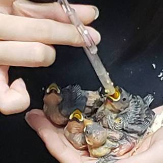 文鳥の雛☆里親募集！