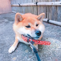 じゅじゅ