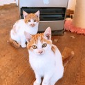 茶白の元気いっぱい子猫