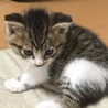 おと