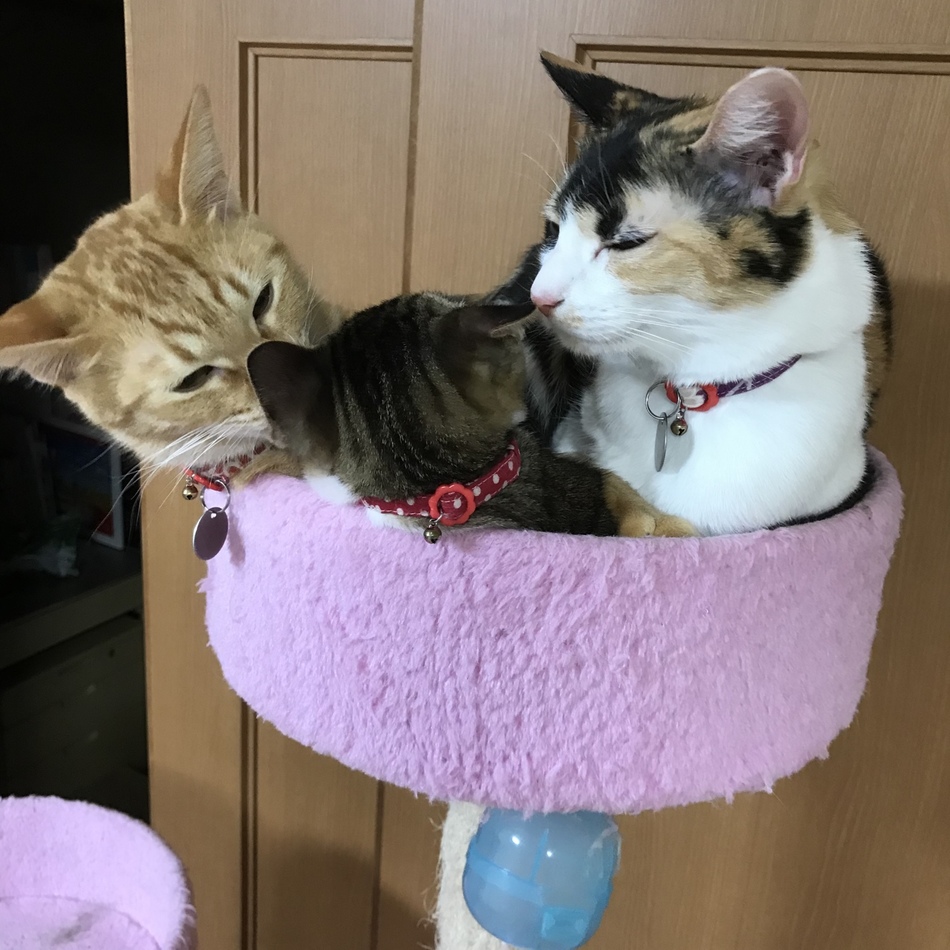 おとのカバー写真