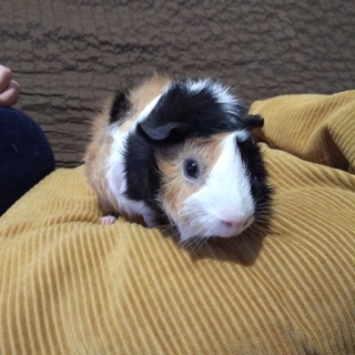 １歳３ヶ月_オス_モルモット_1