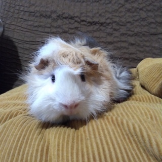 １歳３ヶ月_オス_モルモット_2