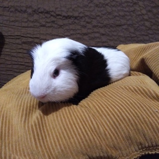 １歳５ヶ月_オス_モルモット_3