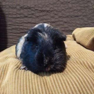 １歳８ヶ月_メス_モルモット_4