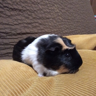 １歳３ヶ月_メス_モルモット_5