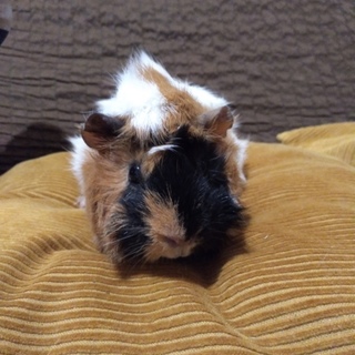 １歳３ヶ月_メス_モルモット_6