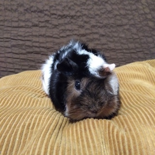 １歳７ヶ月_メス_モルモット_7