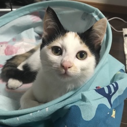 鼻の頭が禿げた事件