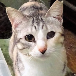 きれいなグレーとオレンジの三毛猫　小桃ちゃん