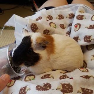 モルモットの里親募集です。