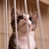 キジ白の甘えたくん サムネイル6