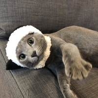 テラ