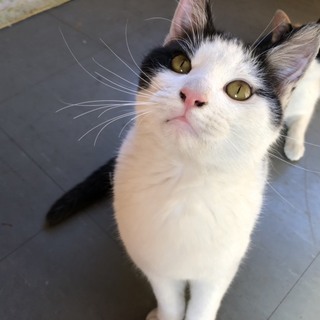 お膝で抱っこが大好きな甘えん坊な男の子です。