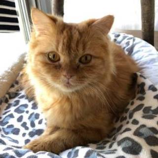 【2/3東日本橋】長毛スコティッシュ♡きつねくん