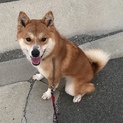 一旦締め切ります。元気な少し小さめの柴犬 すだち♀