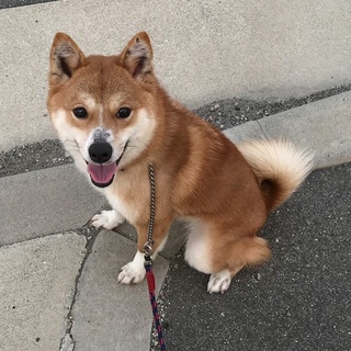 一旦締め切ります。元気な少し小さめの柴犬 すだち♀