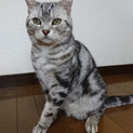 飼い主さん急死の為緊急保護。アメショスリゴロ5歳