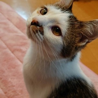 とても人懐っこいキジ白の女の子です