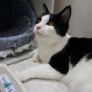 とても人懐っこい 白黒ハチワレの男の子です