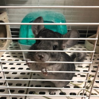 (応募者多数のため一時停止中です)