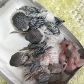 セキセイインコの雛